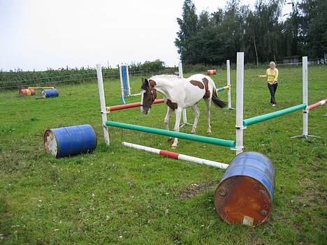 Pinto Bronco billede 16