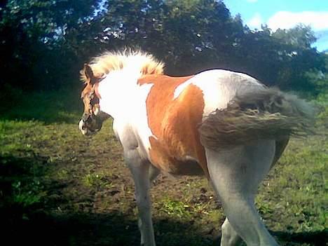 Anden særlig race Zultan <'33 - "Farveel, og tak for denne gang ! Hej Heej... " billede 20