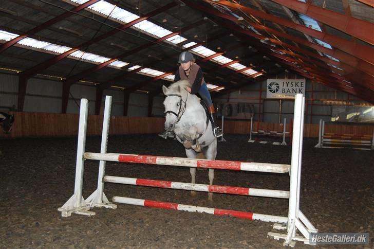 Anden særlig race Casper  - Træning (:  Foto: Line  billede 8