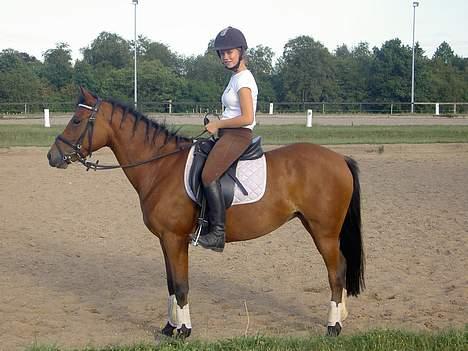 New Forest Firfod Joanna  - (Gammelt) billede 2