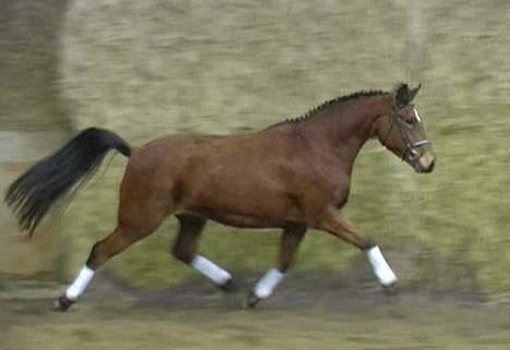 New Forest Firfod Joanna  - (Gammelt) Her er Jo´ løs i ridehuset hos Firfod, hvor Pixie giver den gas med longen :D..  billede 3