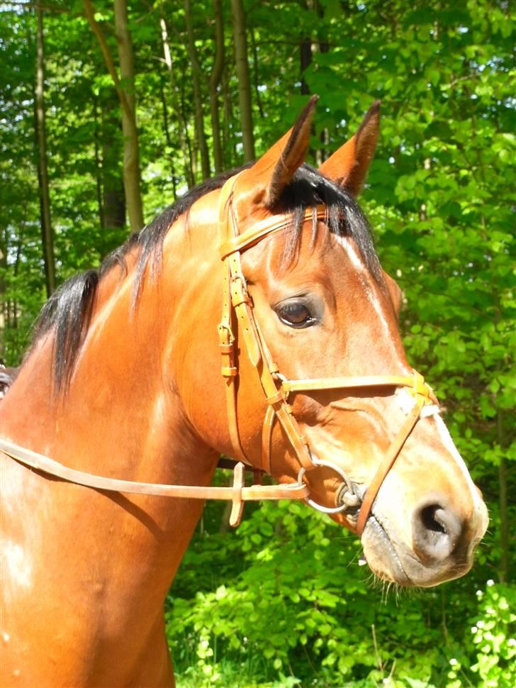 Fuldblod (XX) Honda - RIP. - Os til stævne på Vedbæk ! :b  billede 1