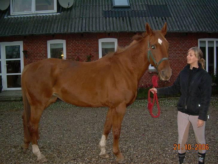 Dansk Varmblod Bella - Min skønne Bella og jeg.. Et halv-gammelt billede. billede 11