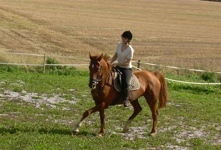 Dansk Varmblod Bella - D. 9. september 2006. billede 14