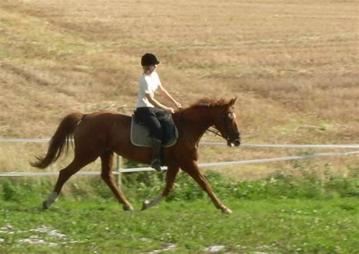 Dansk Varmblod Bella - D. 9. september 2006. billede 15