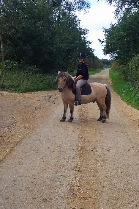 Anden særlig race filex   solgt -   jaja den dejlige ride tur er jo dejlige billede 4