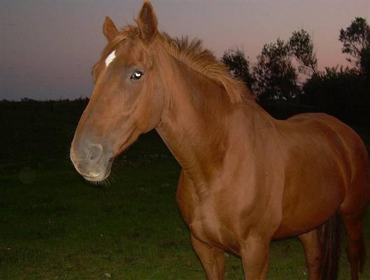 Dansk Varmblod Bella - D. 16. september 2006 . billede 18