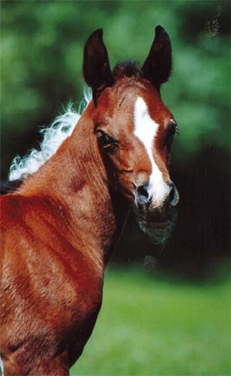 Pinto Araber Unique Savage Rose billede 4