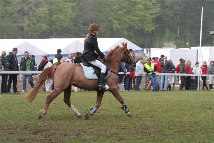 Anden særlig race Donna ¤solgt&savnet¤ - På vej ind på banen. Morsø-cup 08 billede 12