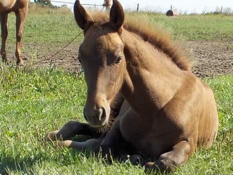 Dansk Varmblod Duelund´s Symfoni - følle har lige sovet :) billede 13