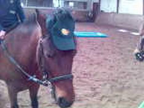 Anden særlig race Urt ¤solgt&savnet¤ - Urtemand har kasket på billede 15