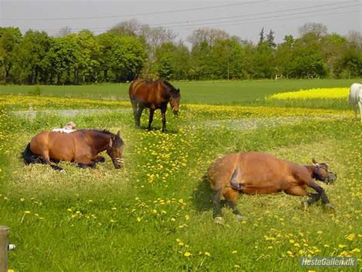 Anden særlig race Urt ¤solgt&savnet¤ - Sommerbilleder  billede 16