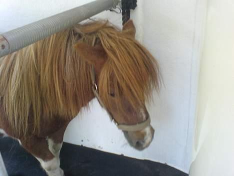 Shetlænder Patrick - vi skulle lige op og kigge i traileren. billede 5