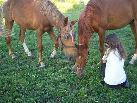 Anden særlig race CHEVAL - Se bror, jeg SAGDE jo der var en lille hest iblandt os!. Fotograf: Rikke billede 11