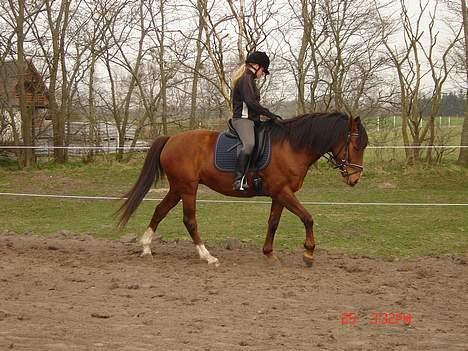 Anden særlig race Velour  billede 12