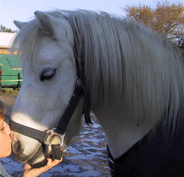 Shetlænder Onslow / passede / - Jeg Savner dig <3 billede 1