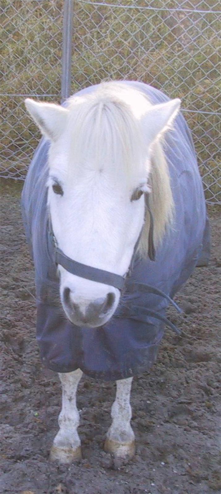 Shetlænder Onslow / passede / -  ;D billede 2