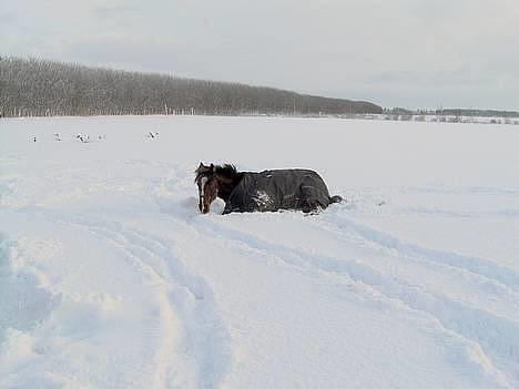 Traver Pampas Crown - Uha.. der er ikke noget bedre end en rulletur i sneen.. billede 13
