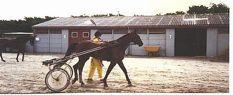 Traver Pampas Crown - Pampas efter end speed-træning på Aalborg væddeløbsbane billede 14