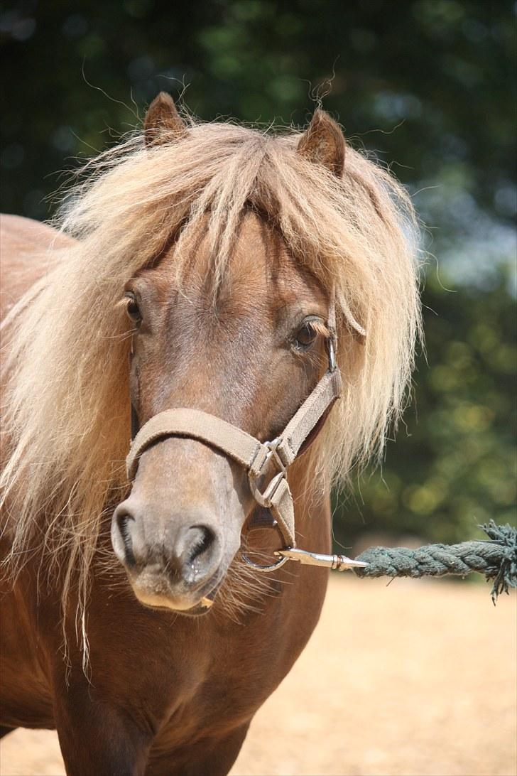 Shetlænder Prins - Velkommmen til Prins´s profil <3 billede 1