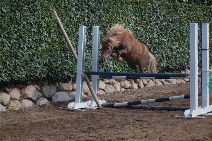 Shetlænder Prins - Er det ikke lidt bette?  billede 2
