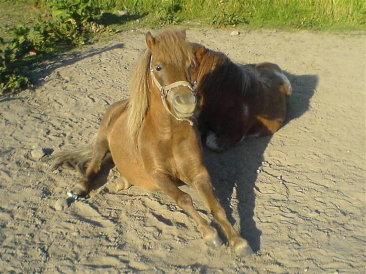 Shetlænder Prins -  NYT!    Så skal det gøre godt at komme op efter middagsluren (; billede 3