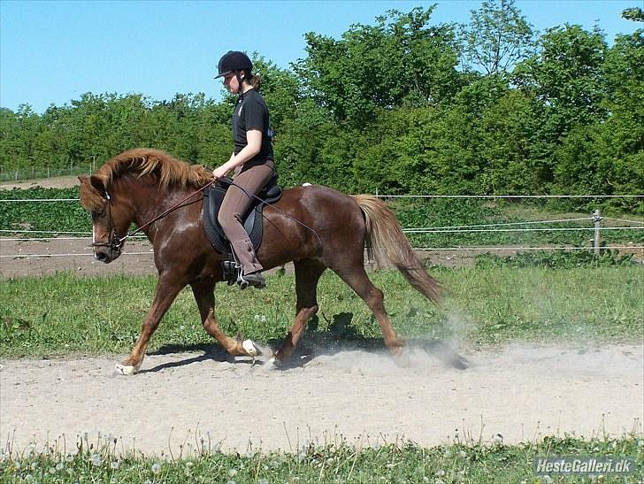 Islænder Sandra fra Gl.Essendrup SOLGT - Trav på banen juni 2010 billede 12