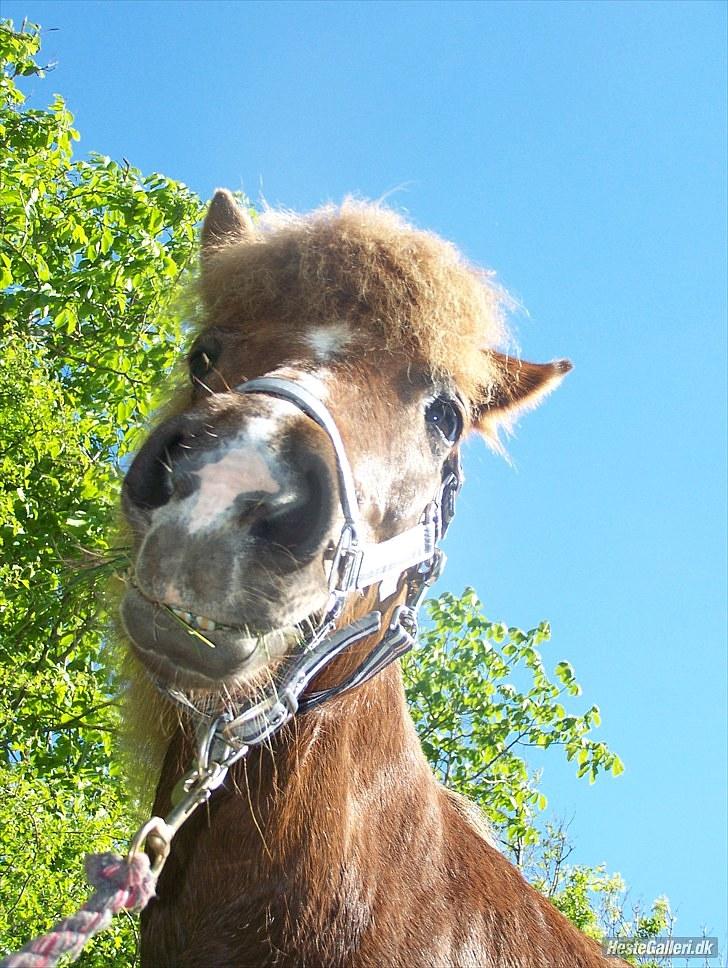 Islænder Sandra fra Gl.Essendrup SOLGT - Hun viser bisser billede 13
