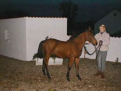 DSP Lanciano kærlund (solgt) - den lille søde lanciano billede 2