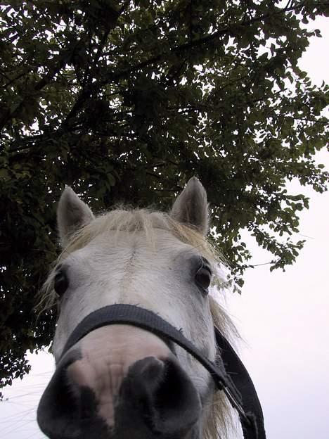 Shetlænder Onslow / passede / - Sødt billede 3
