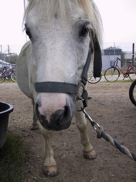 Shetlænder Onslow / passede / - på vej til strile bænken billede 4