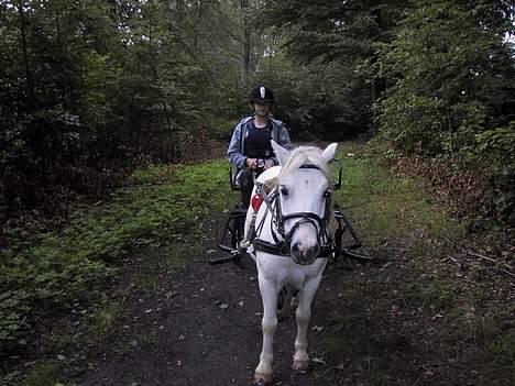 Shetlænder Onslow / passede / - vi er lige på en lille tur i hestevognen billede 5