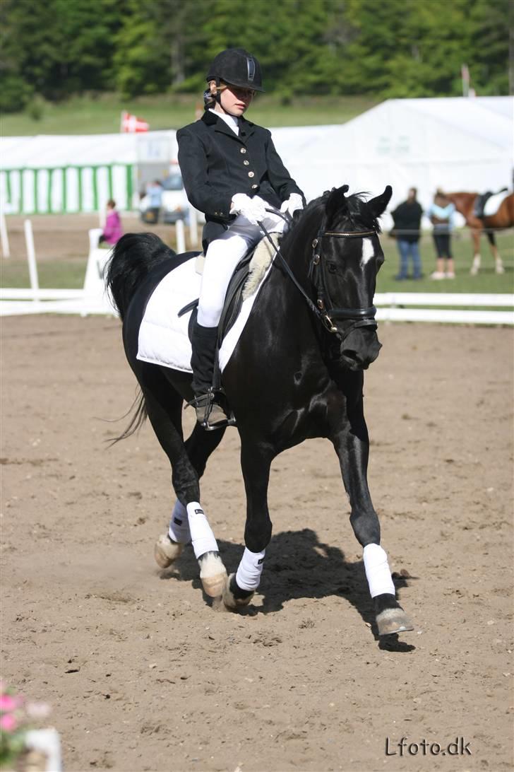 Hollandsk Sportspony Blacky<3 solgt - Til distriksstævne i morsø. Øger. Hun er bare så god til at øge<3<3 billede 20