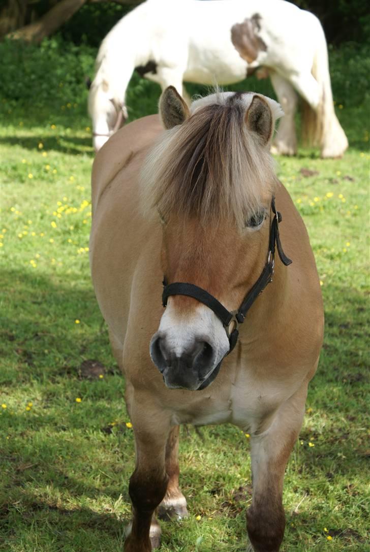 Fjordhest Romoses Jolly Jumper - Jolly på Sommergræs.  billede 9