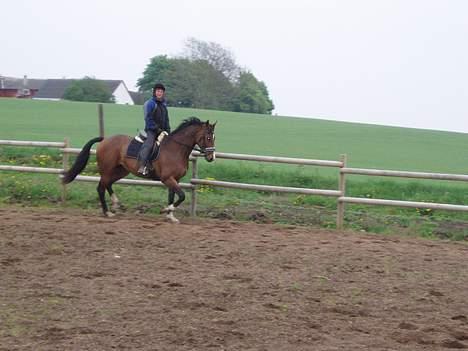 Dansk Varmblod Lindholms Cara - Trav på bane... billede 15