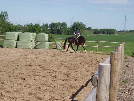 Dansk Varmblod Lindholms Cara - Foto: Stine J billede 16