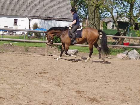 Dansk Varmblod Lindholms Cara - Dressur på banen... billede 17