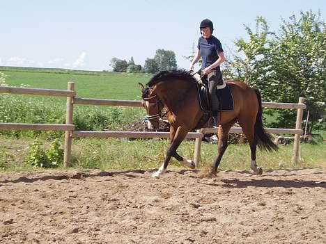 Dansk Varmblod Lindholms Cara - Mere dressur.. billede 18