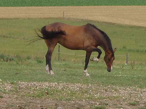 Dansk Varmblod Lindholms Cara - Åhh... De dumme bremser!! billede 19