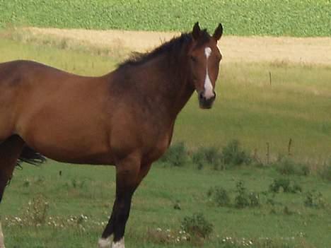 Dansk Varmblod Lindholms Cara - Nå, tager du billeder af mig?? billede 20