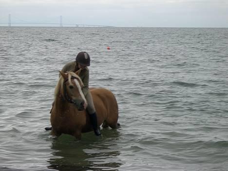 Haflinger Resi Kastanjegård - Vand.. 10/9 billede 10