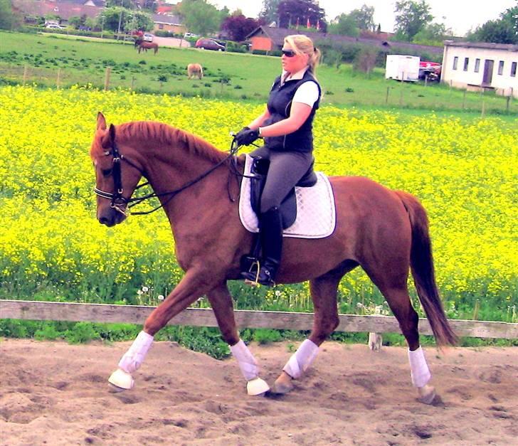 Trakehner Hannibal R.I.P billede 6