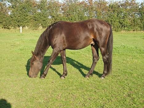 Oldenborg Lucky Joe  billede 7