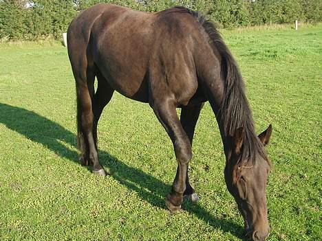 Oldenborg Lucky Joe  billede 8