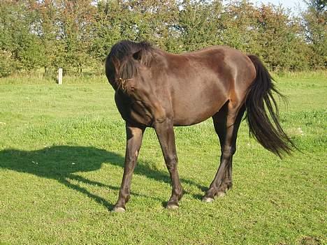 Oldenborg Lucky Joe  billede 9