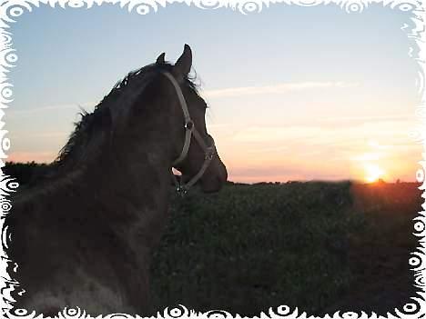 Oldenborg Lucky Joe  billede 12