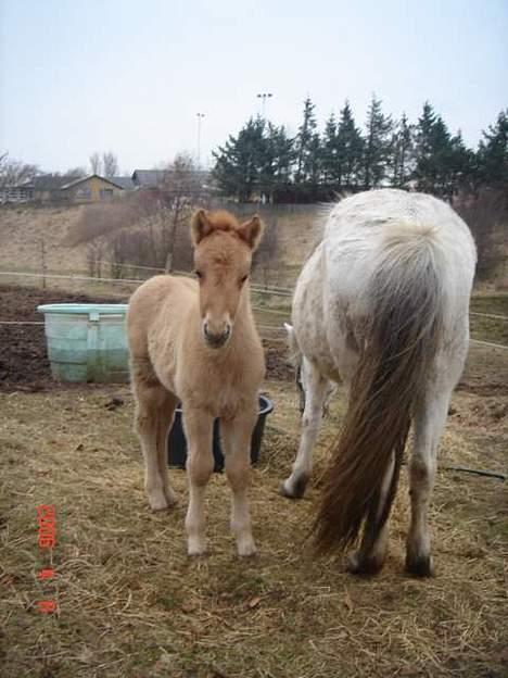 Islænder Ubbi fra Vestergaard - Her er Ubbi kun ca. 3 uger gammel.. billede 5