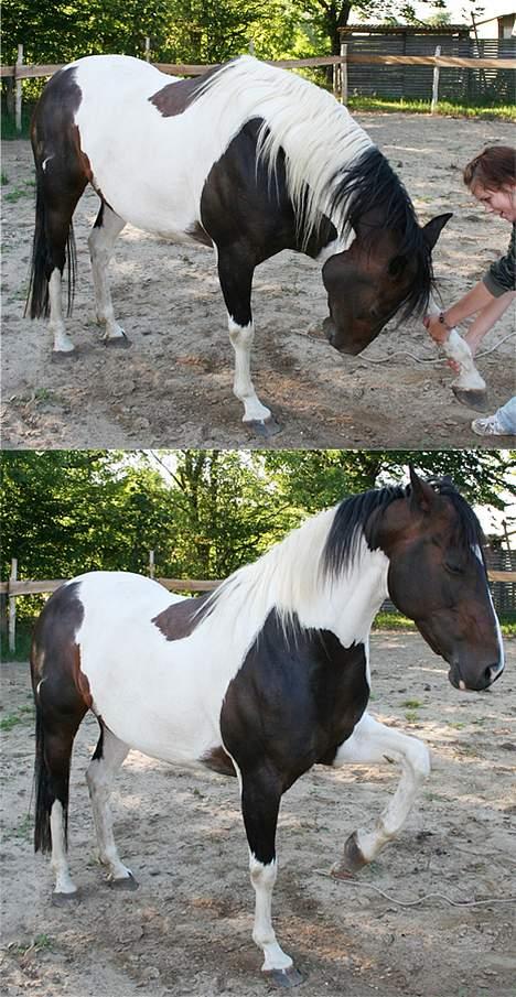 Paint Sixpence - Hvor dygtig hun er  billede 15