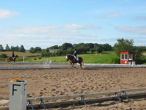 Haflinger Safir - Danske Bank Cup 9-10/9-2006 billede 19