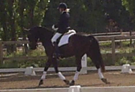 Oldenborg Ally af Egense R.I.P. - Og vi rider program... billede 2